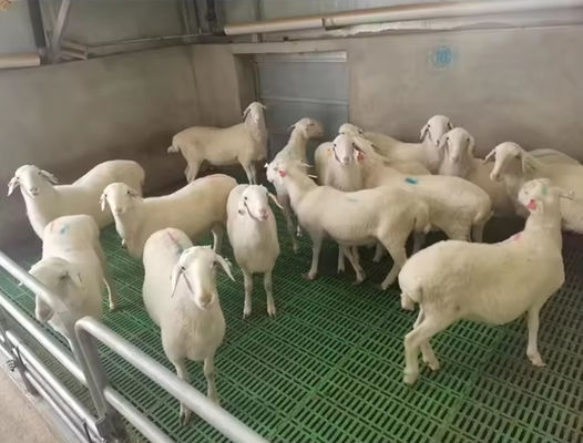 Grelhas de piso de fibra de vidro de alta resistência Grelhas moldadas de FRP para ovelhas de porco